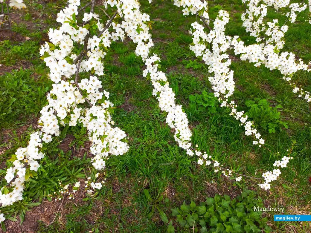 Апрель 2024 года, Могилев. Еще есть время любоваться красотой.