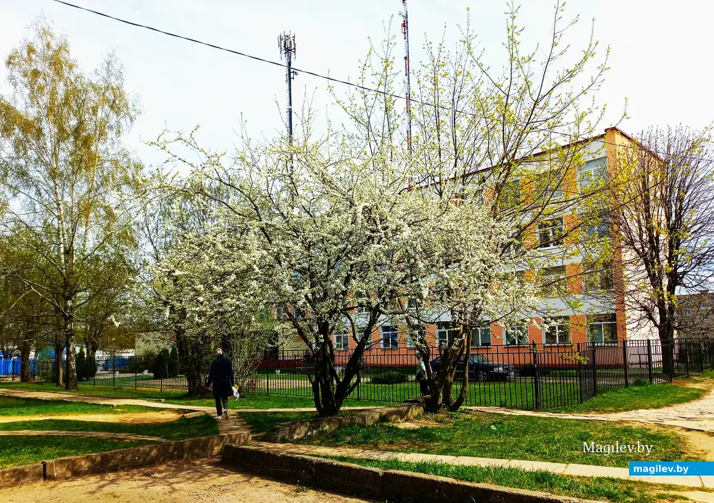 Апрель 2024 года, Могилев. Еще есть время любоваться красотой.