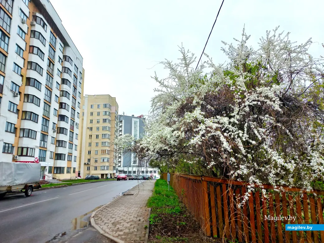 Апрель 2024 года, Могилев. Еще есть время любоваться красотой.