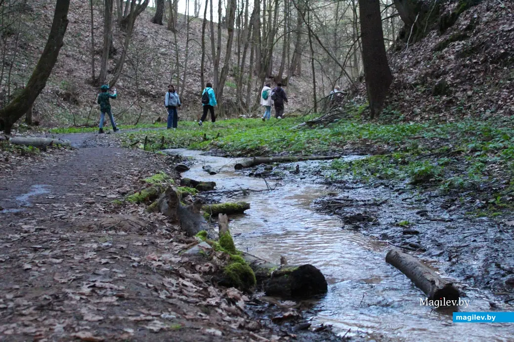 Апрель 2024 года. Могилев. Дорога через лес к Полыковичской кринице.