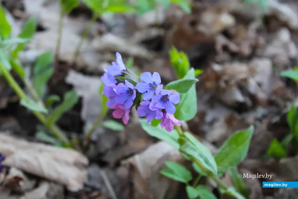 Апрель 2024 года. Могилев. Дорога через лес к Полыковичской кринице.