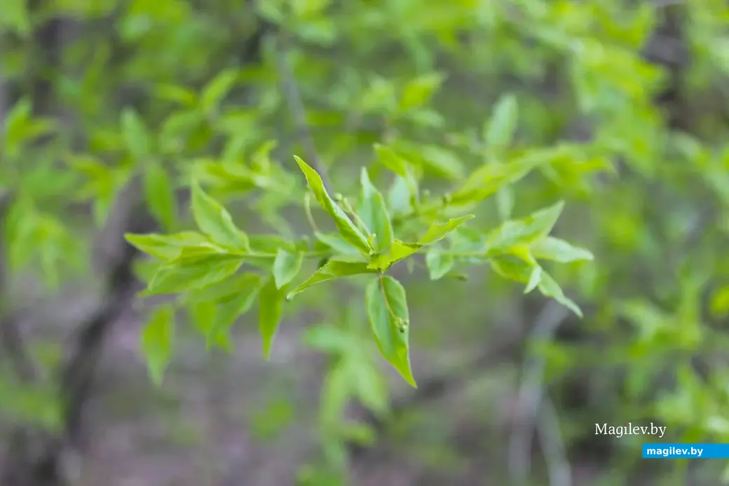 Апрель 2024 года. Могилев. Дорога через лес к Полыковичской кринице.