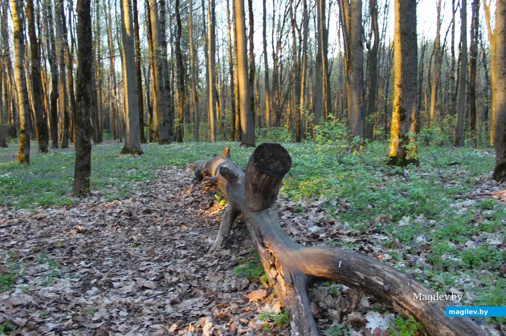 Апрель 2024 года. Могилев. Дорога через лес к Полыковичской кринице.