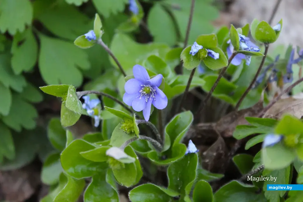 Апрель 2024 года. Могилев. Дорога через лес к Полыковичской кринице.