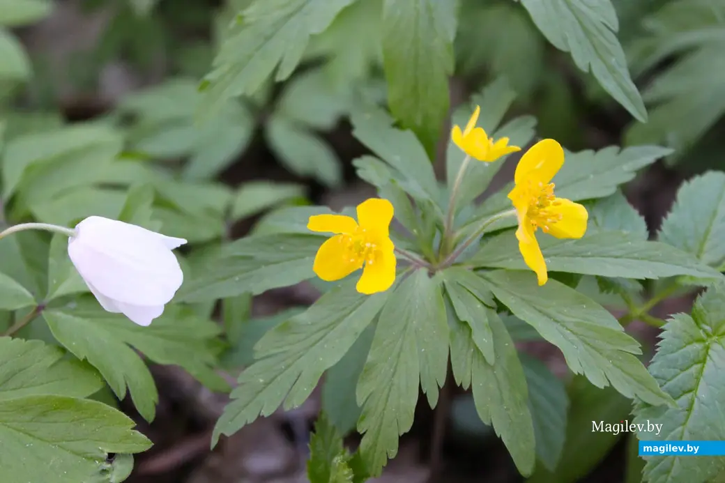 Апрель 2024 года. Могилев. Дорога через лес к Полыковичской кринице.