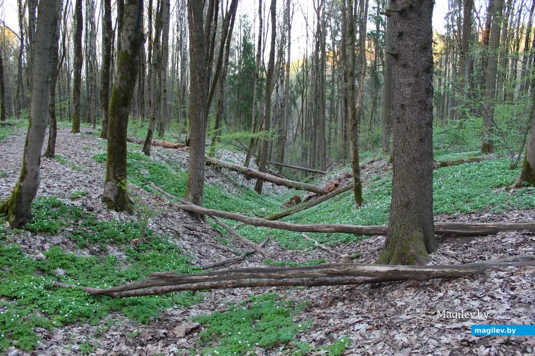 Апрель 2024 года. Могилев. Дорога через лес к Полыковичской кринице.