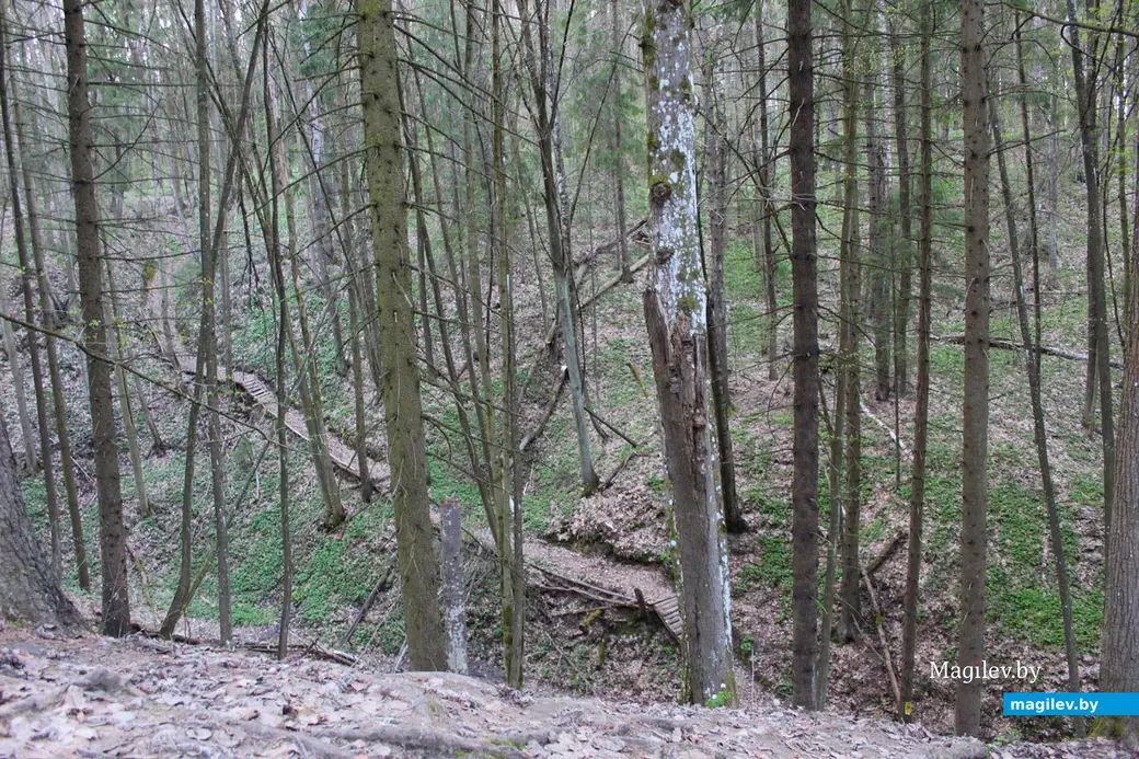 Апрель 2024 года. Могилев. Дорога через лес к Полыковичской кринице.