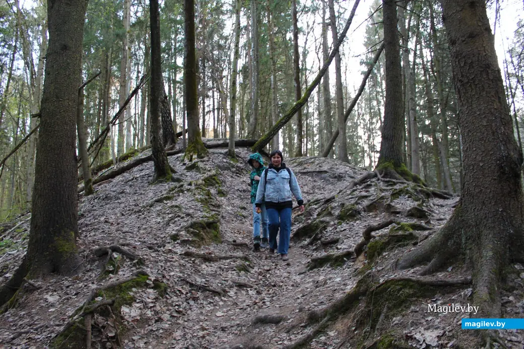 Апрель 2024 года. Могилев. Дорога через лес к Полыковичской кринице.