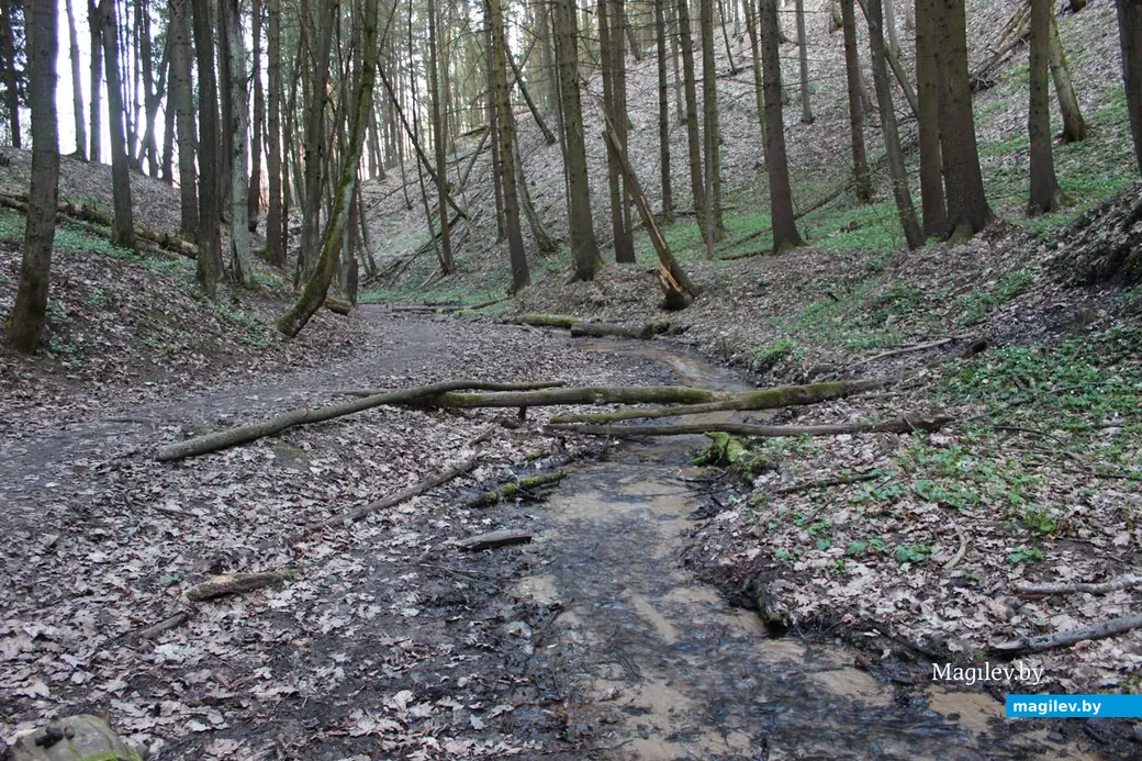 Апрель 2024 года. Могилев. Дорога через лес к Полыковичской кринице.