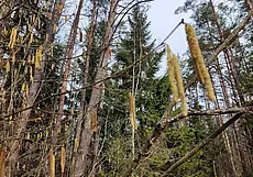 Ограничения на посещение лесов сняты практически по всей Беларуси