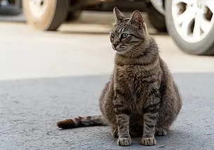 Как понять, что кошка беременна: пять красноречивых признаков