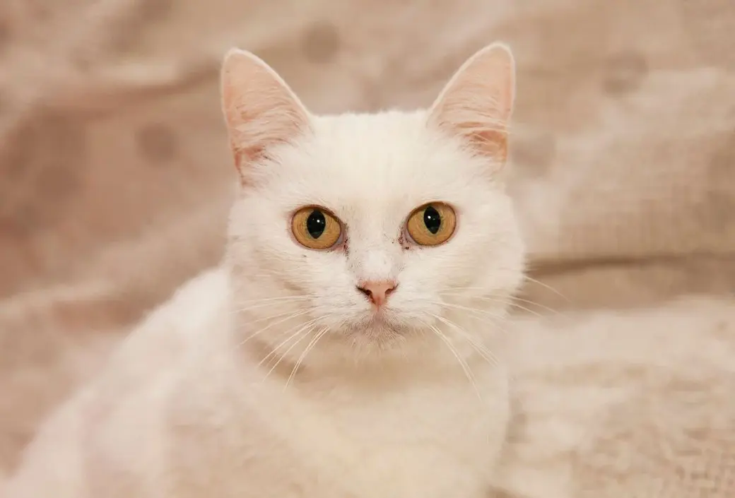 Кошечка Варенька.