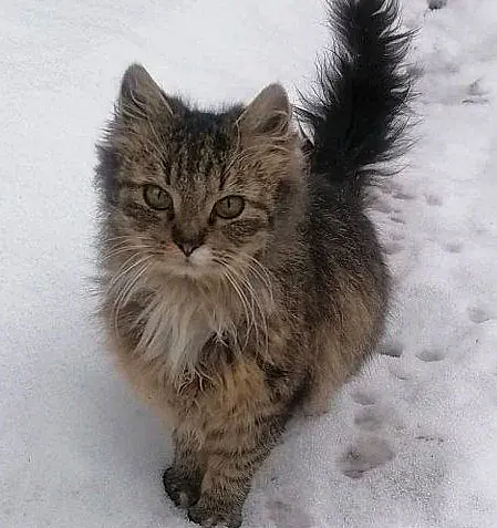 Кошечка Юля.