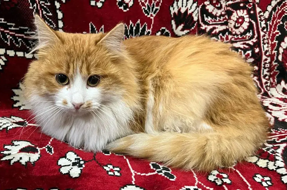 Кот без клички.
