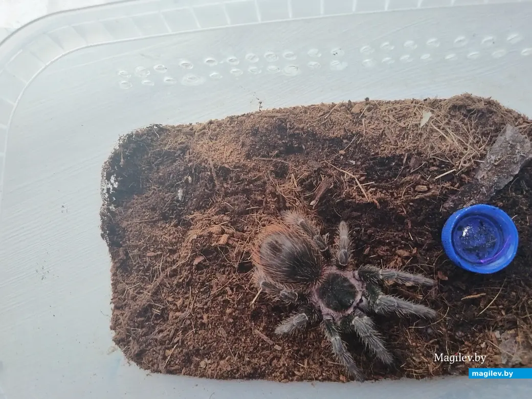 Апрель, 2024 г. Могилев. Паук-птицеед по имени Туз.