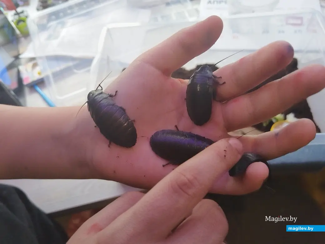 Апрель, 2024 г. Могилев. Мадагаскарские тараканы.