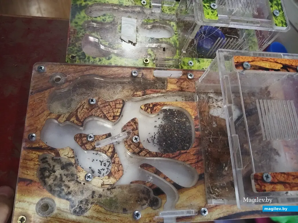 Апрель, 2024 г. Могилев. Муравьиная ферма.