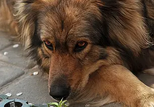 Налог на собак вырос. Сколько и когда нужно платить в Могилеве?