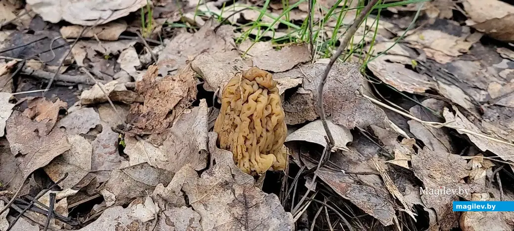 Апрель, 2024 г. Минск. Сморчковая шапочка.