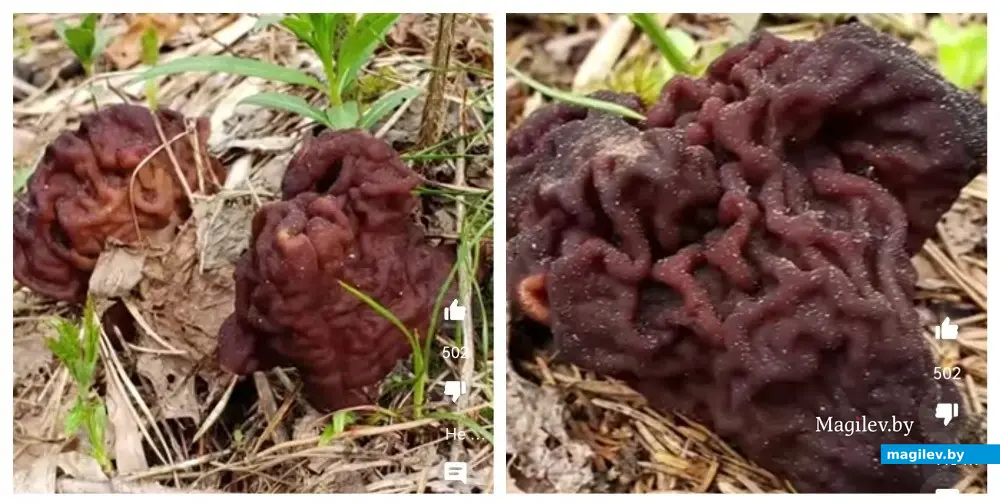 Апрель, 2024 г. Минск. Ядовитый гриб строчок обыкновенный.