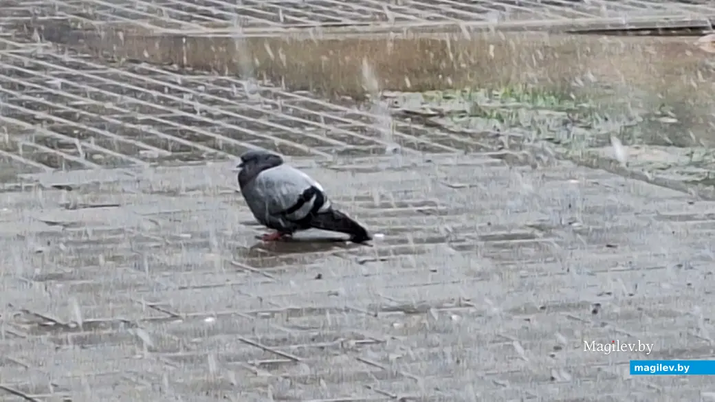 19 апреля 2024 г. Могилев. В город вернулась зима!