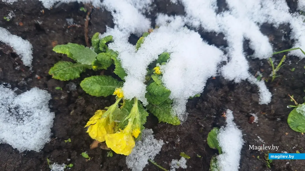 19 апреля 2024 г. Могилев. В город вернулась зима!