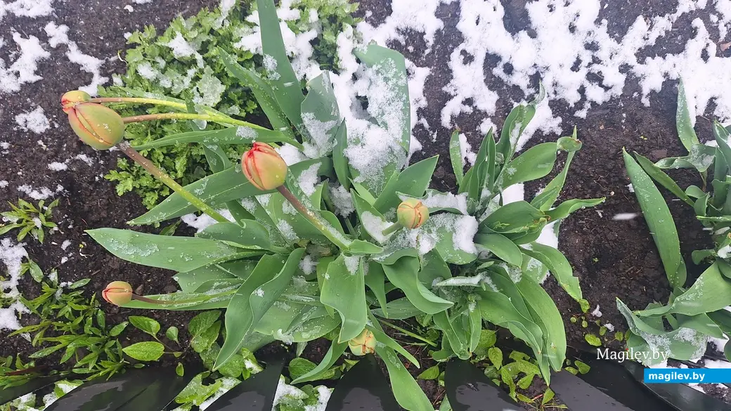 19 апреля 2024 г. Могилев. В город вернулась зима!