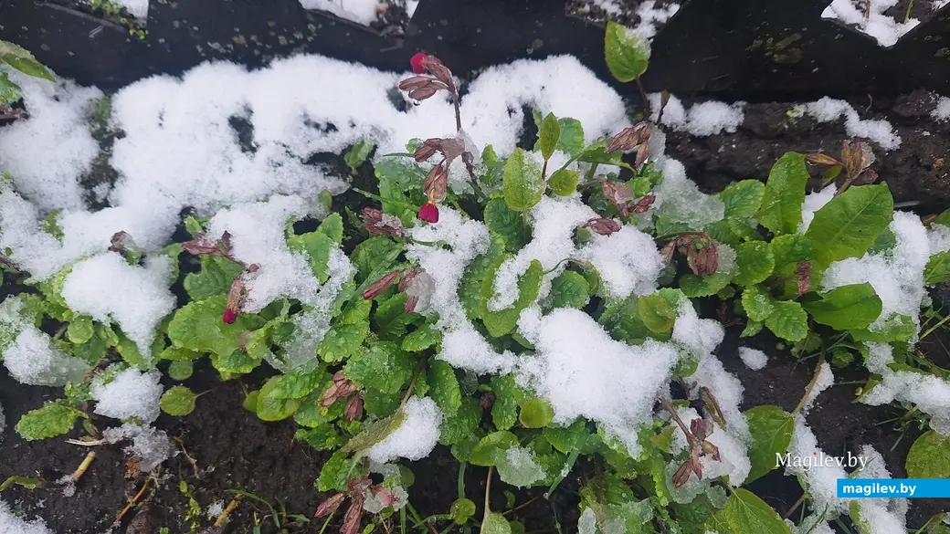 19 апреля 2024 г. Могилев. В город вернулась зима!