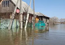 В затопленном российском Кургане появились бобры (видео)
