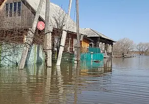 В затопленном российском Кургане появились бобры (видео)