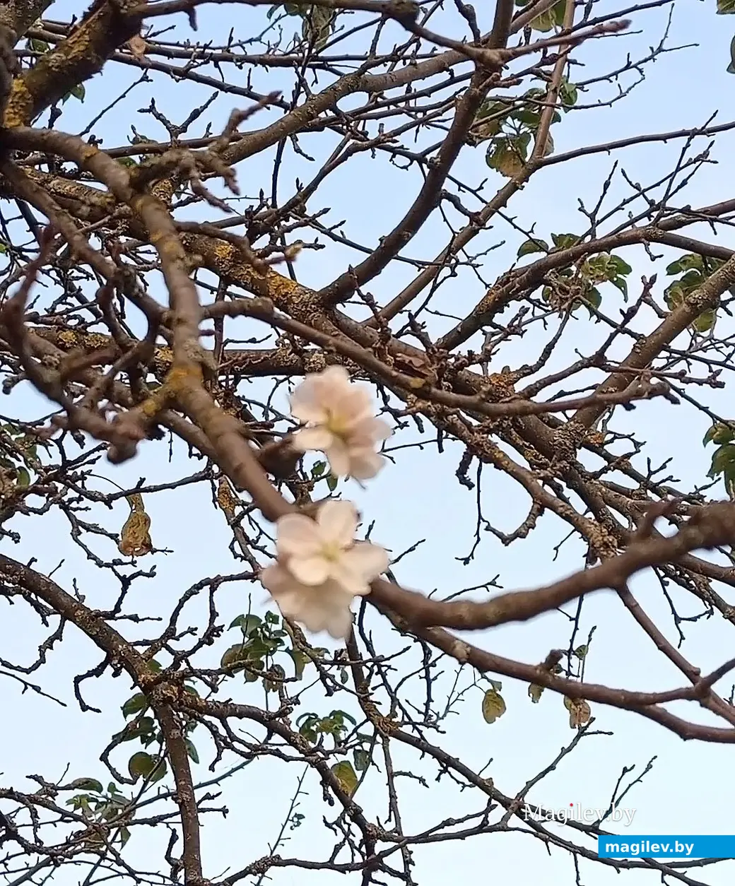 16.09.2024 г. Глуск. Цветет яблоня на улице Кирова.