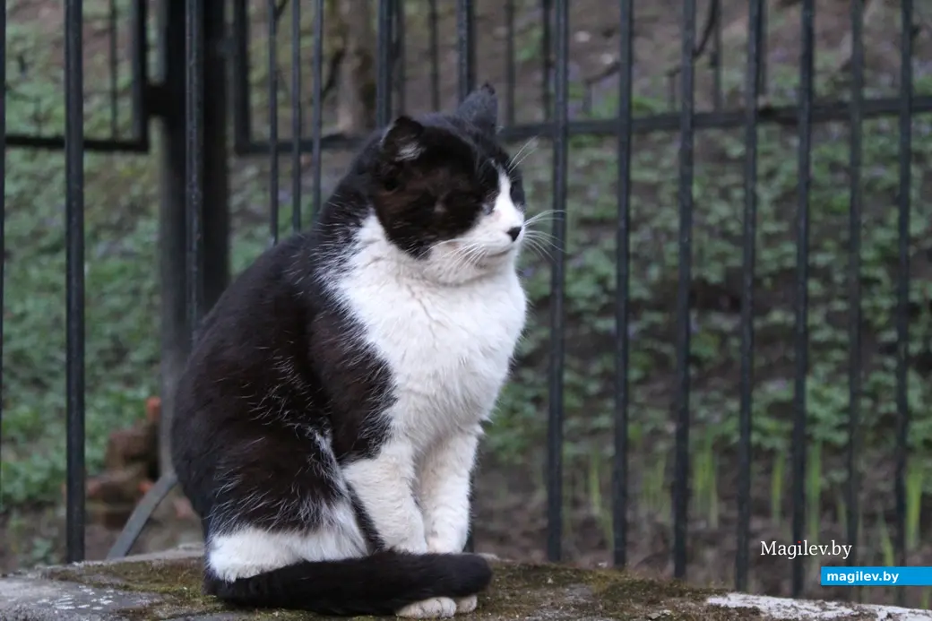 Кот-капризуля. О доходах и расходах рассказала менеджер по работе с клиентами.