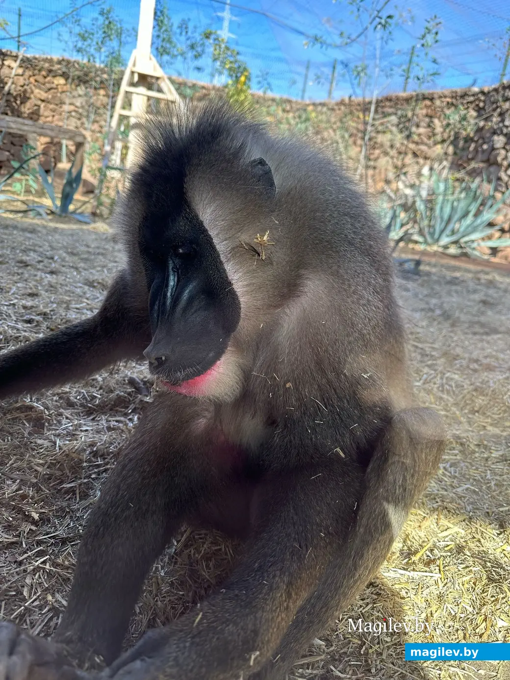 «Восемь тысяч евро придется отдать только за жилье». В "Манки Парке".