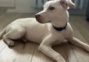 Кошечка Ксюша, найденные собака и котята, и кот Федор: кто ищет хозяина в Могилеве