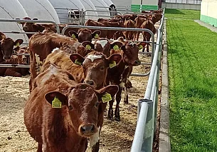 В Беларуси создают уникальную породу коров. Их молоко подойдет даже для аллергиков