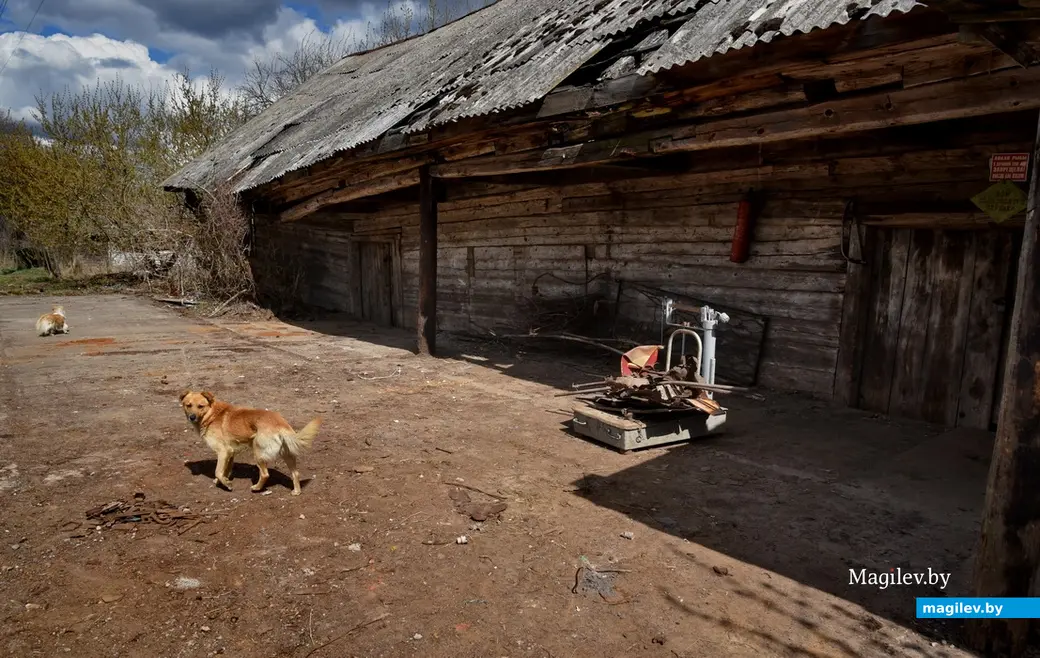 Аварии на Чернобыльской АЭС. Опустевшие деревни. 2014 год. Брагинский район. Фото Александра Литина.