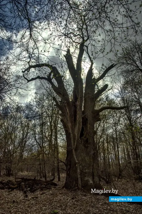 Аварии на Чернобыльской АЭС. Опустевшие деревни. 2014 год. Брагинский район. Фото Александра Литина.