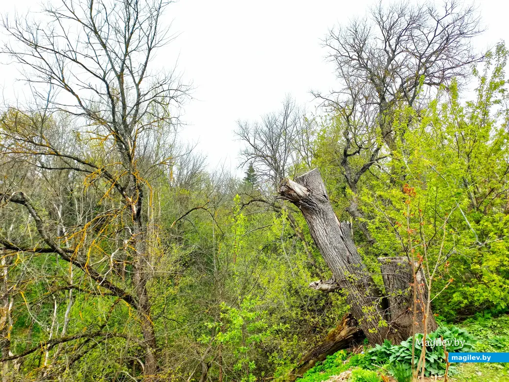 Апрель 2024 года, Могилев, Дорога к Вове.