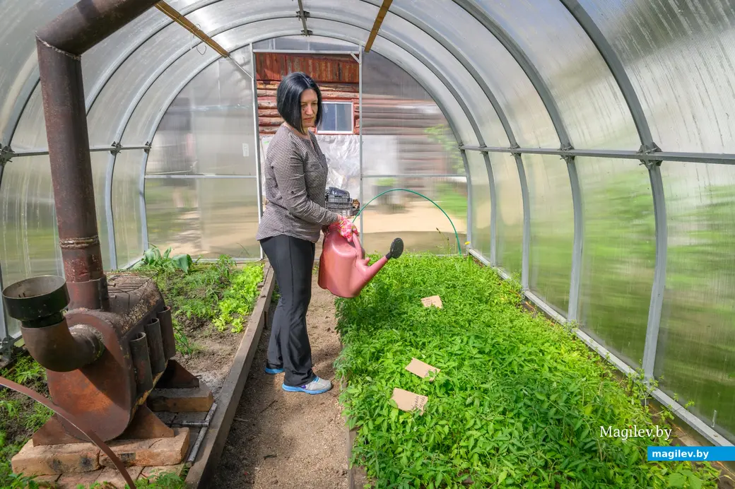 30.04.2024. Бобруйск. Раиса Наумова выращивают рассаду овощей.