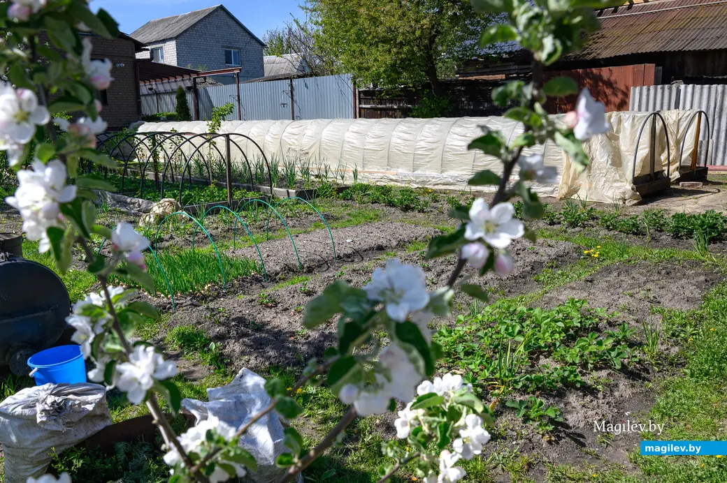 30.04.2024. Бобруйск. У супругов Наумовых, ул. Советская.