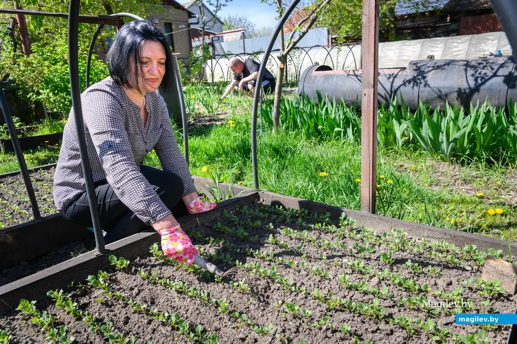 30.04.2024. Бобруйск. Раиса Наумова выращивают рассаду овощей.