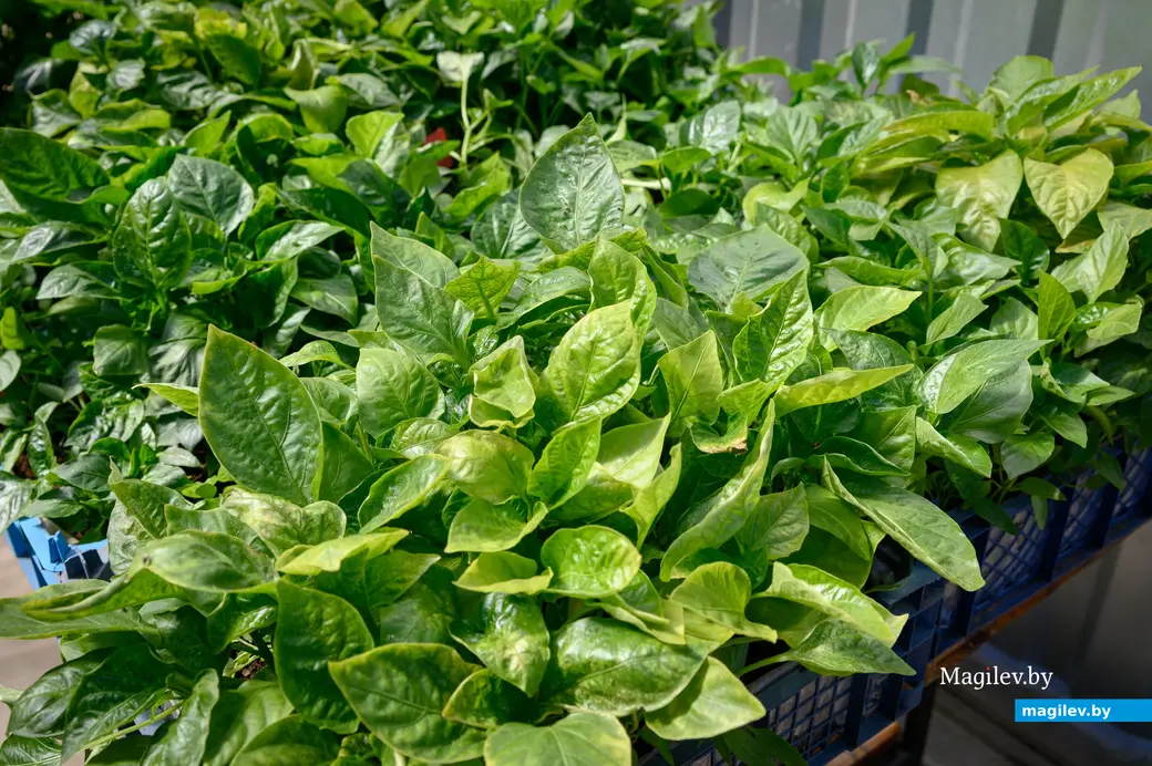 30.04.2024. Бобруйск. Раиса Наумова выращивают рассаду овощей.