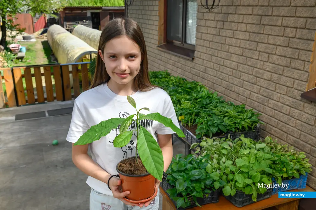 30.04.2024. Бобруйск. Раиса Наумова выращивают рассаду овощей. Дочь Кира сама вырастила авокадо из косточки!