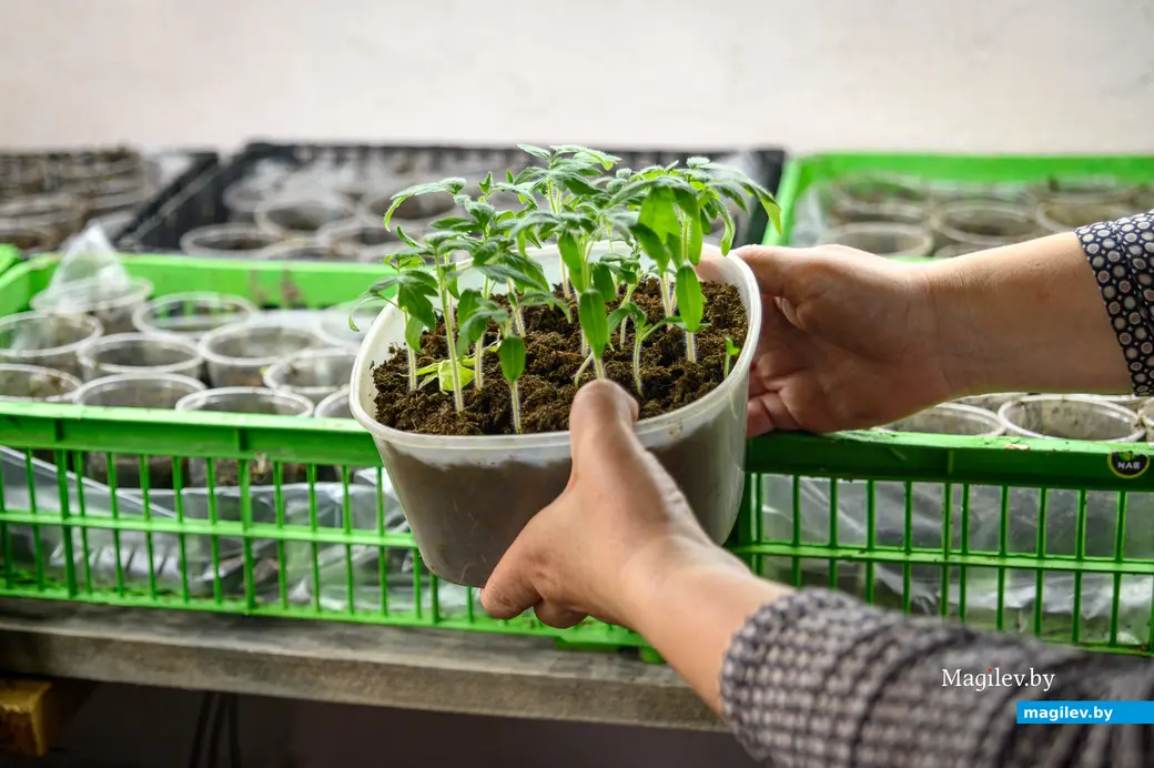 30.04.2024. Бобруйск. Раиса Наумова выращивают рассаду овощей.