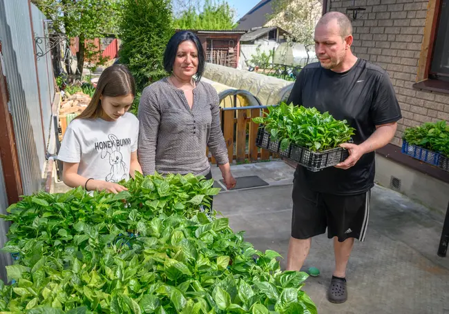 «В сезон до 1 800 рублей можно заработать». Как бобруйчанка продает «бабушкины» помидоры