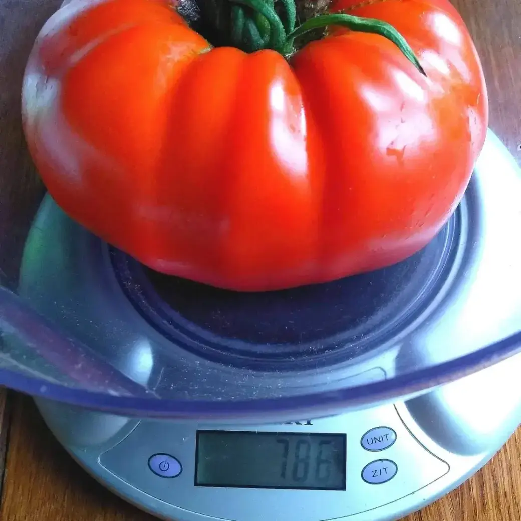 Урожай томатов супругов Наумовых. Фото героев материала.