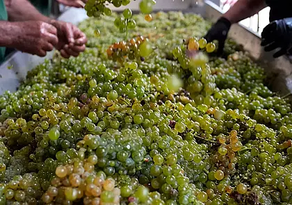 Мировое производство вина достигло худшего уровня за последние 62 года