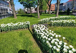 Более миллиона цветов, тысячи деревьев и кустарников высадят в Могилеве этой весной