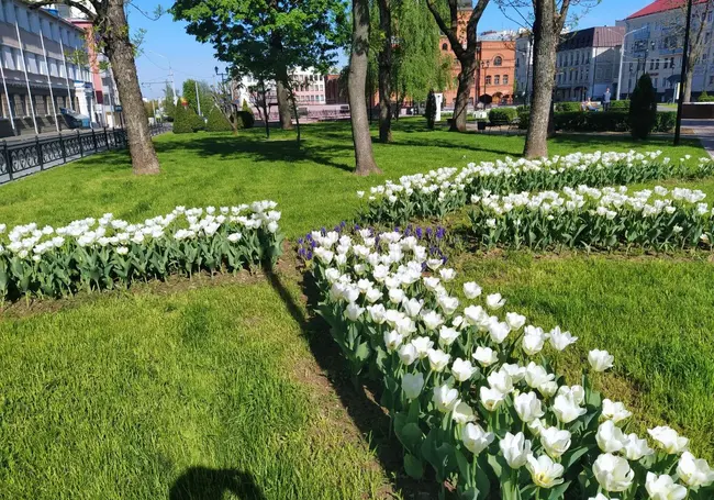 Более миллиона цветов, тысячи деревьев и кустарников высадят в Могилеве этой весной