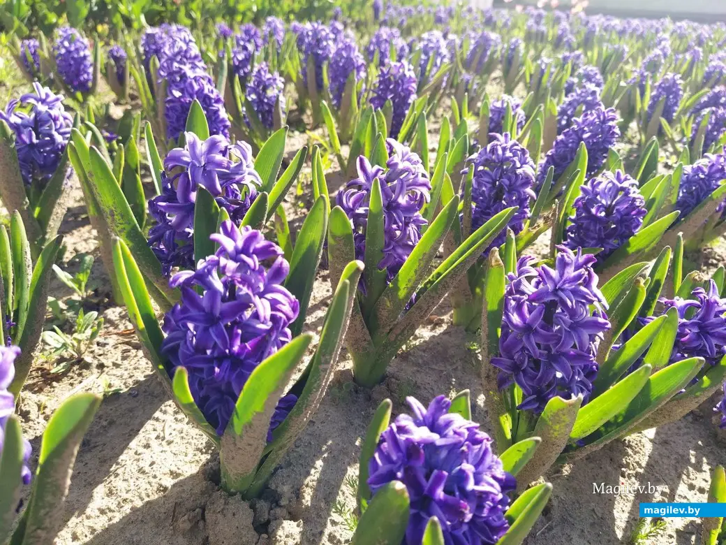 Могилев, 1 мая 2024 года. Выставка весенних букетов в Театральном сквере.
